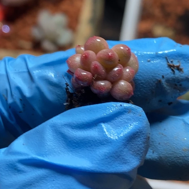 孙*晓香香雪多肉植物多肉