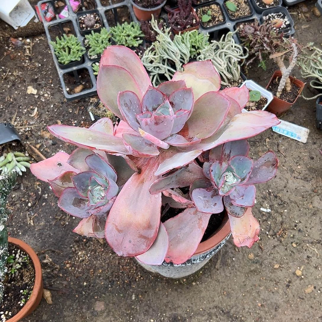 多肉植物肯尼迪有砍