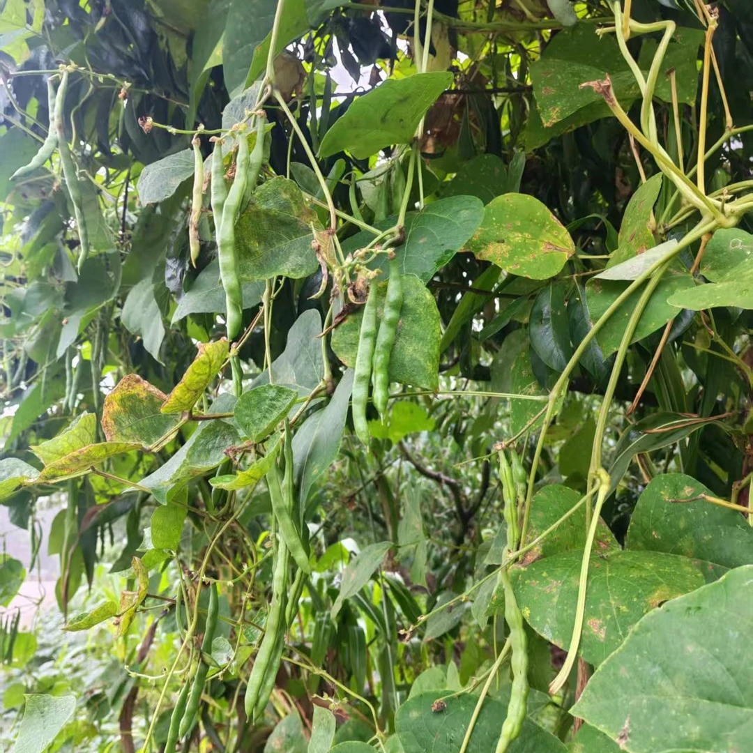 四川屏山新鲜散种八一四季豆