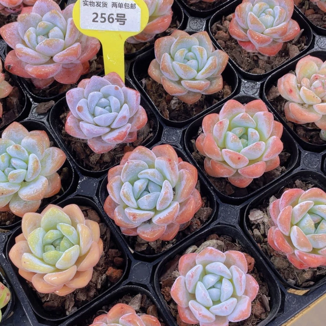 256号 精品老桩大白兔三个