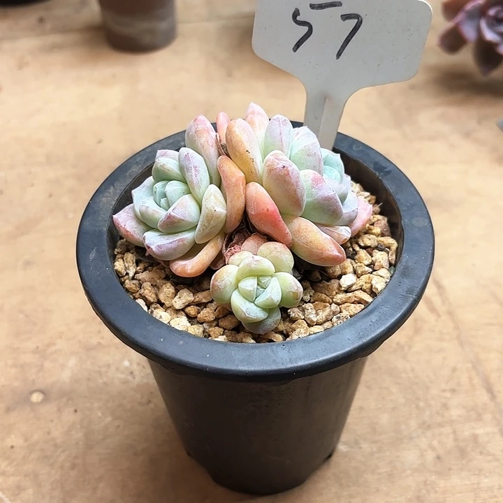 多肉植物，奶油冰玉57号
