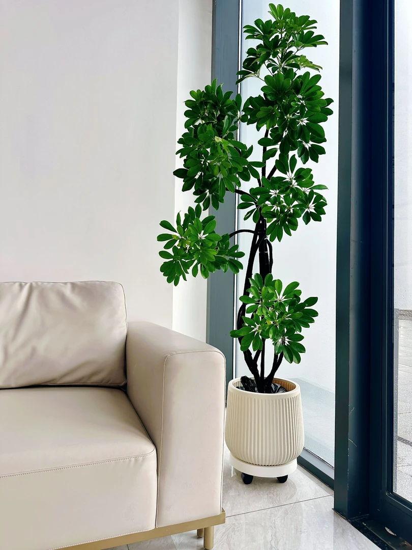 鸭脚木大盆栽四季常青落地植物适合办公室客厅摆放