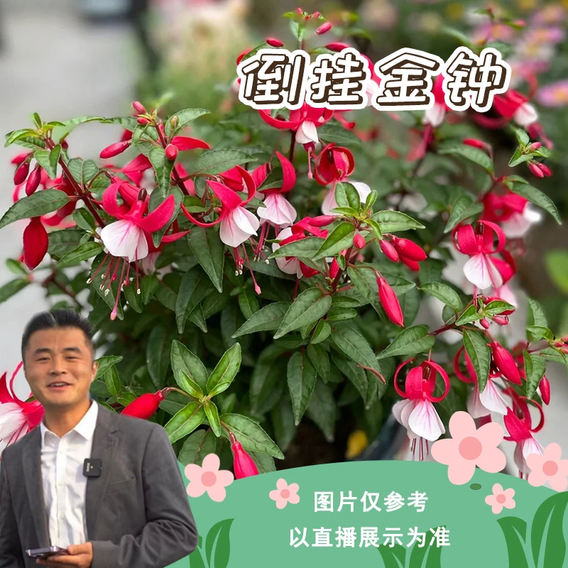 【云】倒挂金钟盆栽地栽阳台庭院客厅