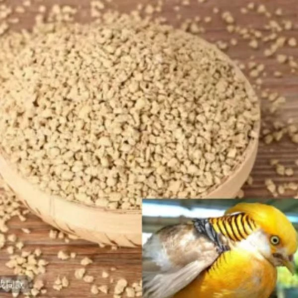 脱温七彩黄金鸡喂饲料3-4两顺丰包邮