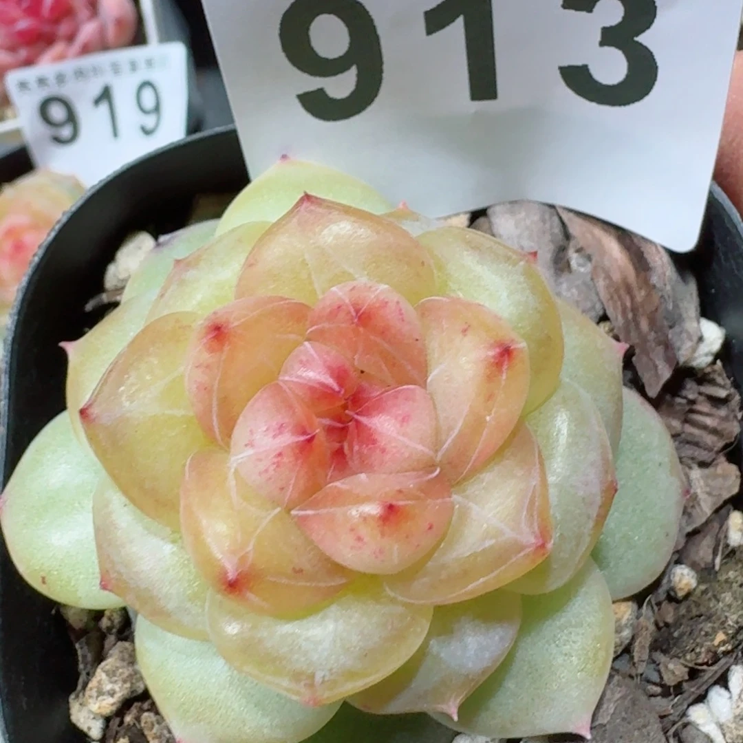 青莺珍妮         精品多肉