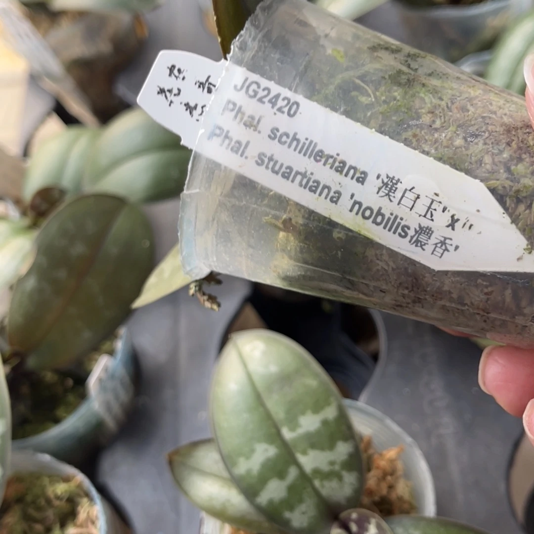 完全开放JG2420-汉白玉交黄史-996