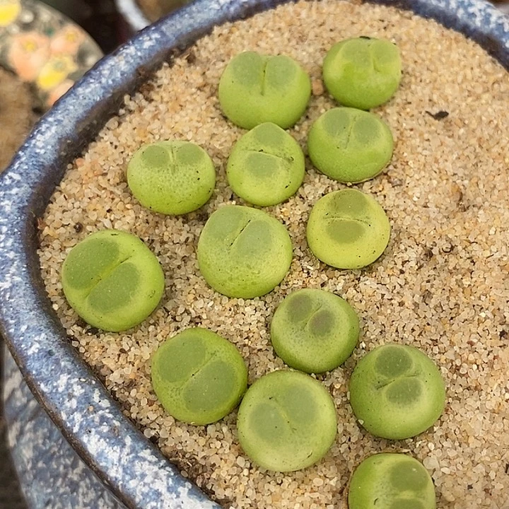 16523拉登样本一颗