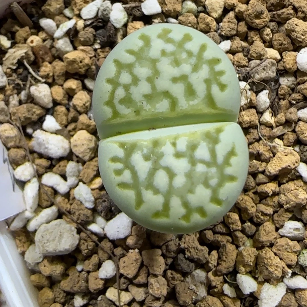 12.11。脱土发。绿网纹。  2037