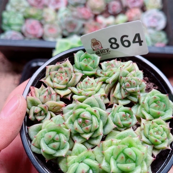 多肉植物多肉植物