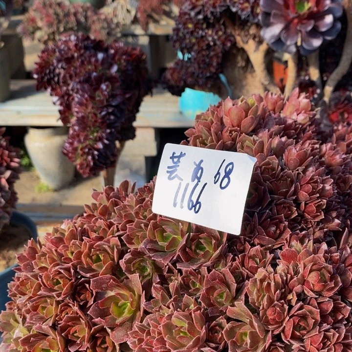 芸*那家女王缀化多肉1颗