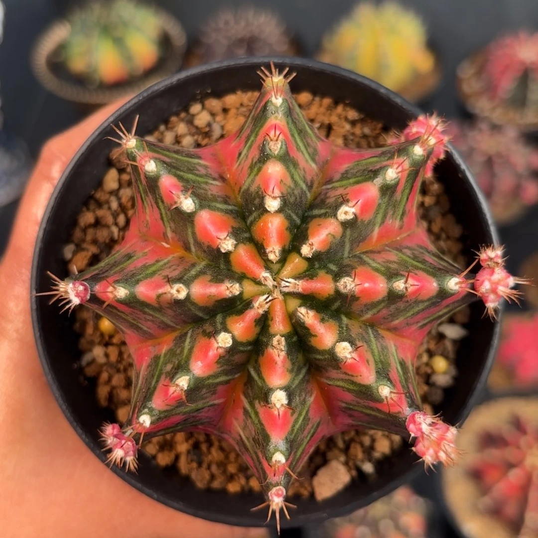 泰系米哈实生母本102