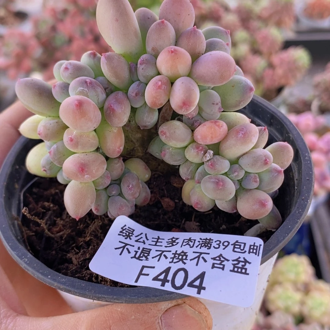苹果奶缀6cm404多肉