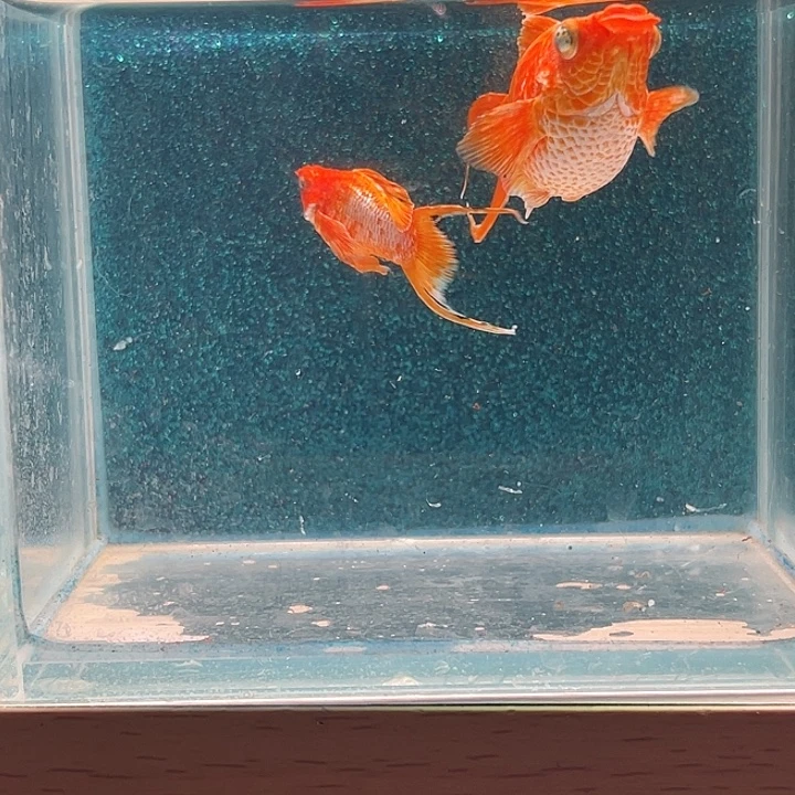 孔雀鱼黄金柠檬玛丽