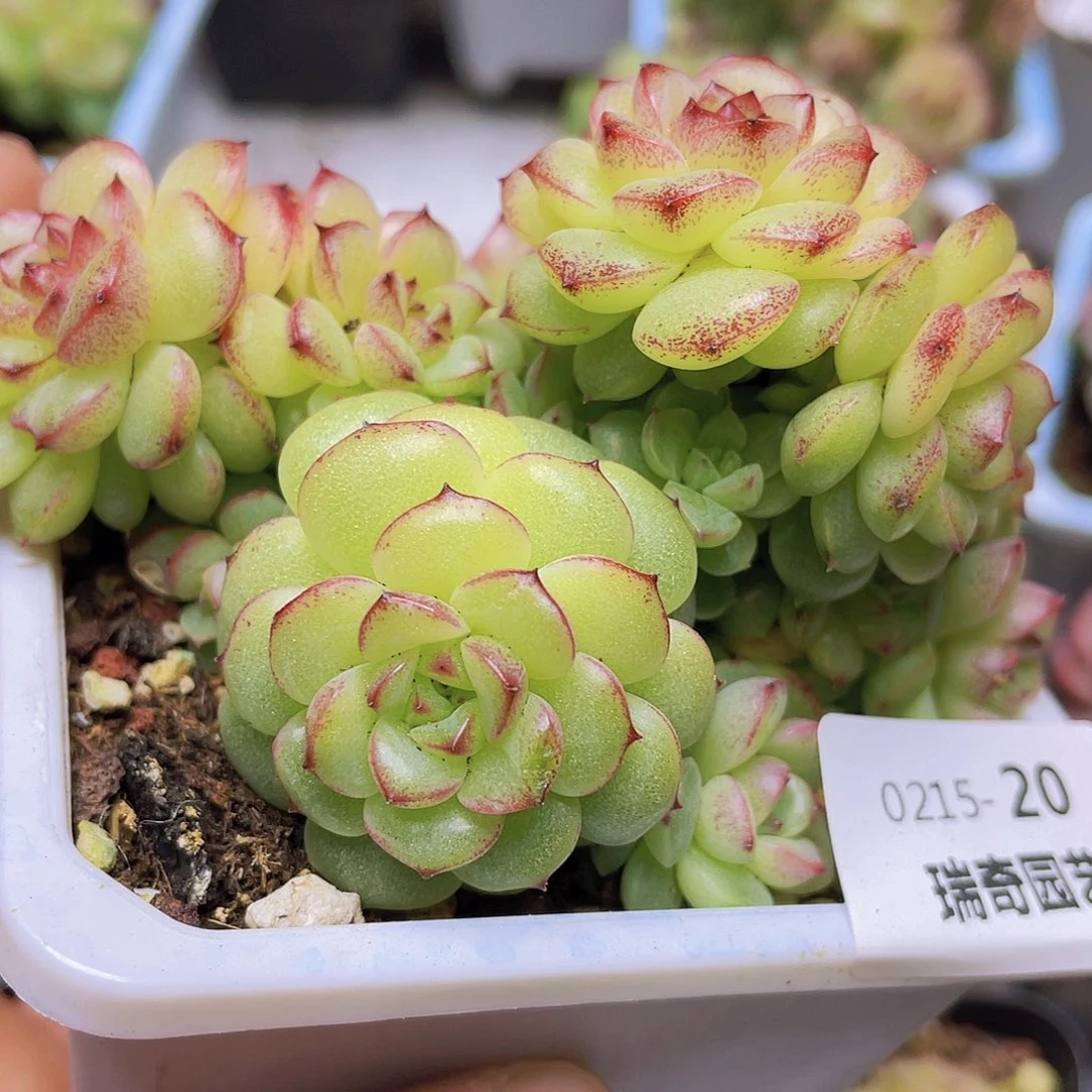 000000000000020量拍