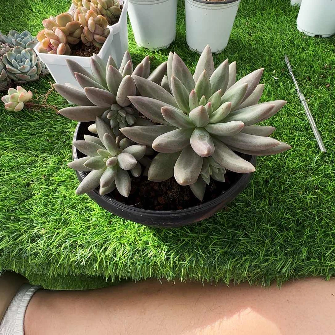 多肉植物虞美人杂群6709