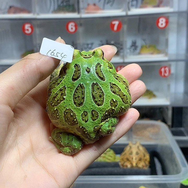 万***。角蛙1654福利大绿角