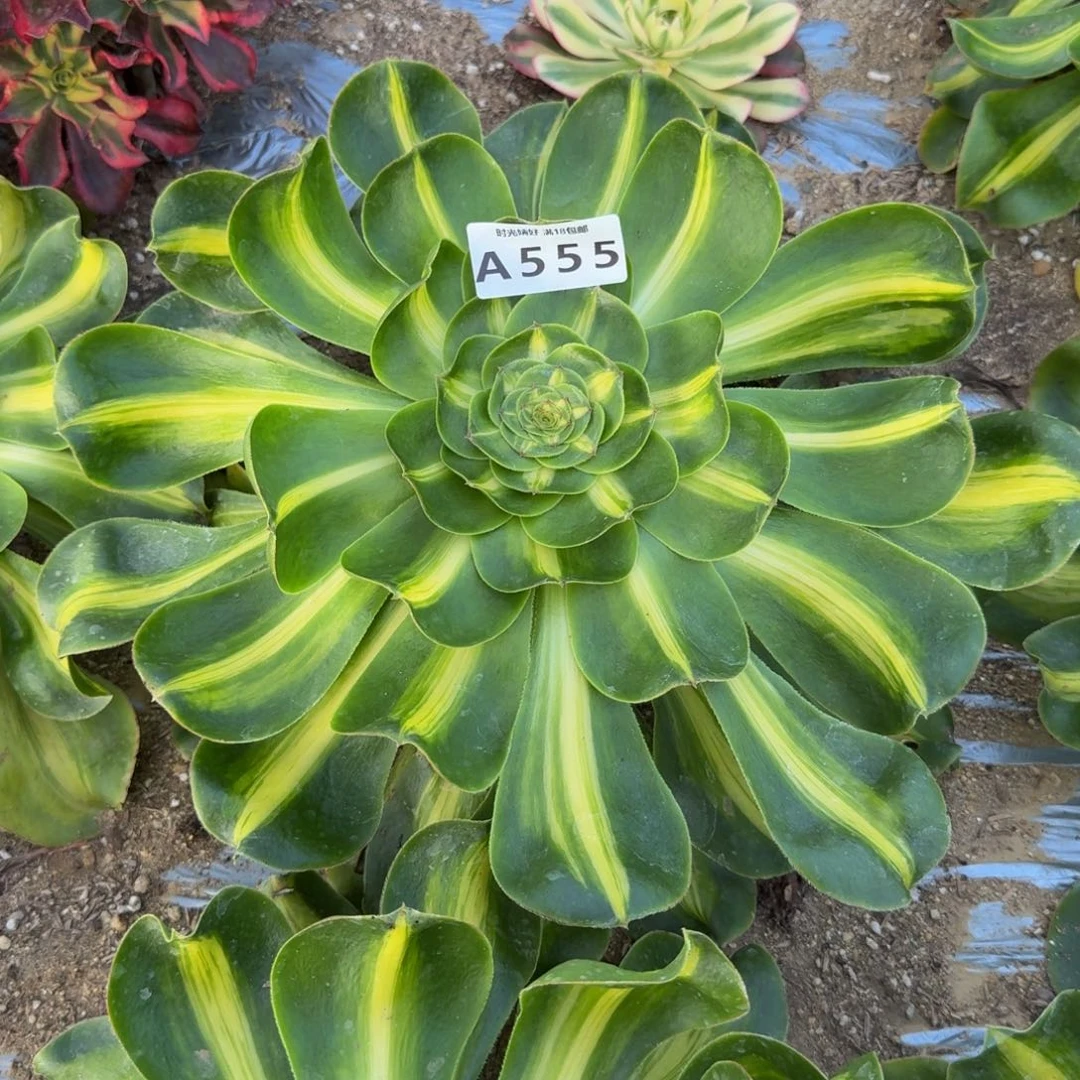 555暴君。多肉植物