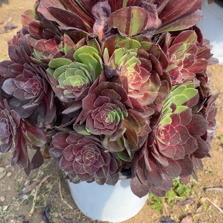 无花朵694多肉植物花月夜