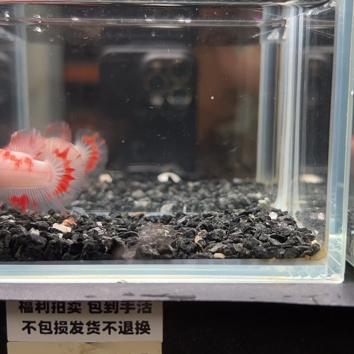 斗鱼竞拍跑单拉黑25日25