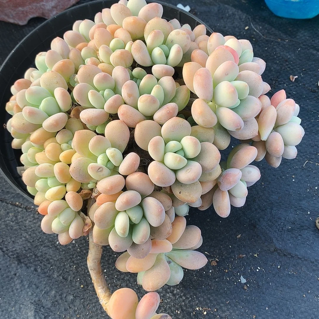 香水洛神一物一拍31-83