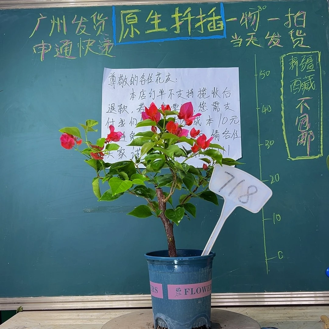 当前无花栽培后可以开花  粗杆  五宝红  718