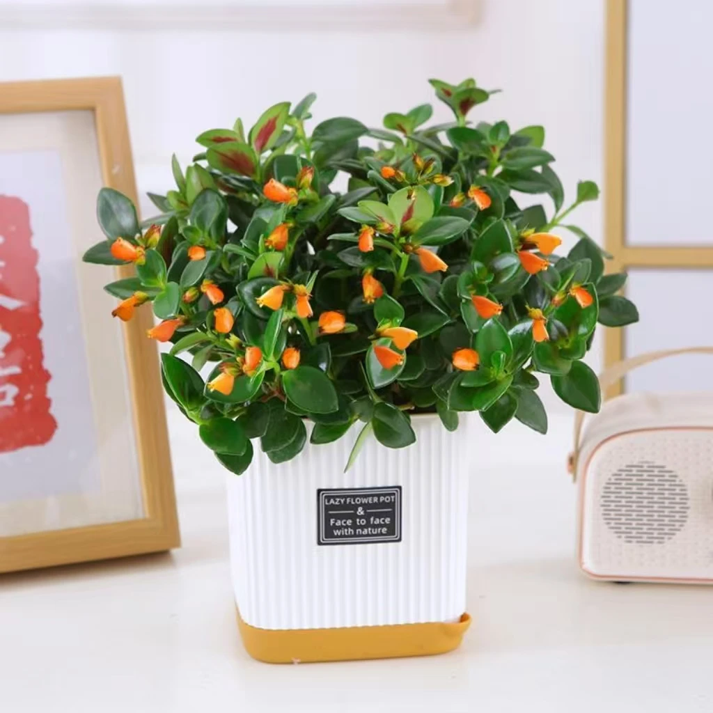 【带盆】金鱼吊兰盆栽耐寒耐热植物室内阳台客厅花卉绿植花绿植耐活