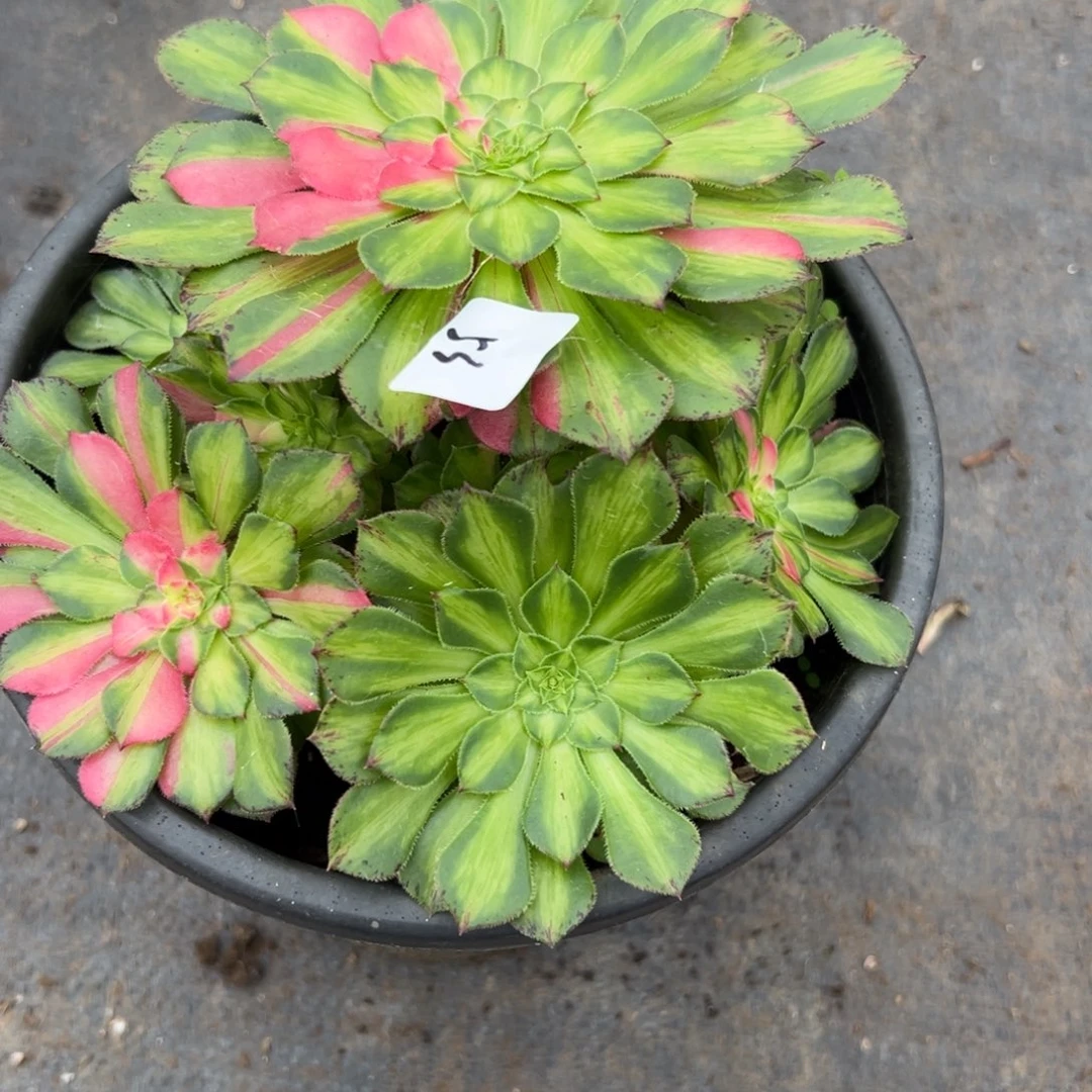 53知否多肉植物系