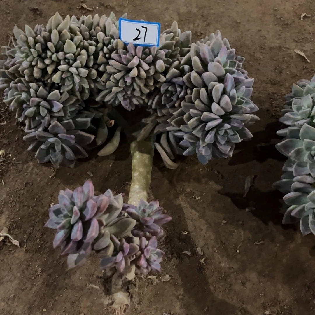 我***我27号淡雪缀化有瑕疵