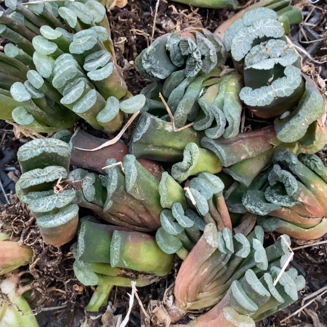 2107 一颗实生玉扇 周末福利