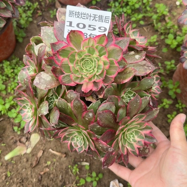 1059二号棚万花筒A