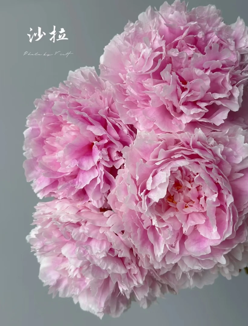 【沙拉】3A级千层大花苞菏泽鲜花芍药基地直发空运包邮