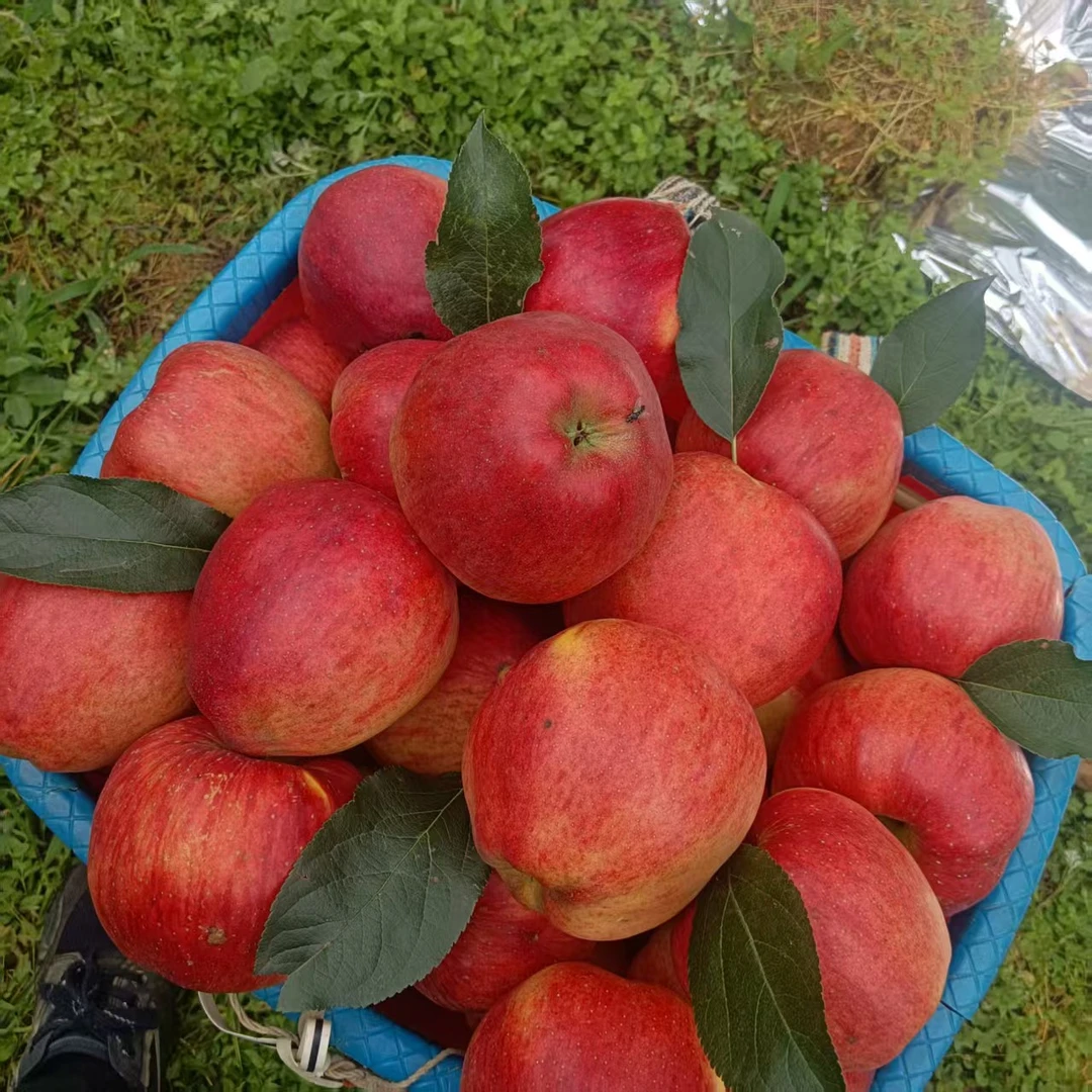 云南昭通丑苹果新鲜现摘脆甜多汁冰糖心水果