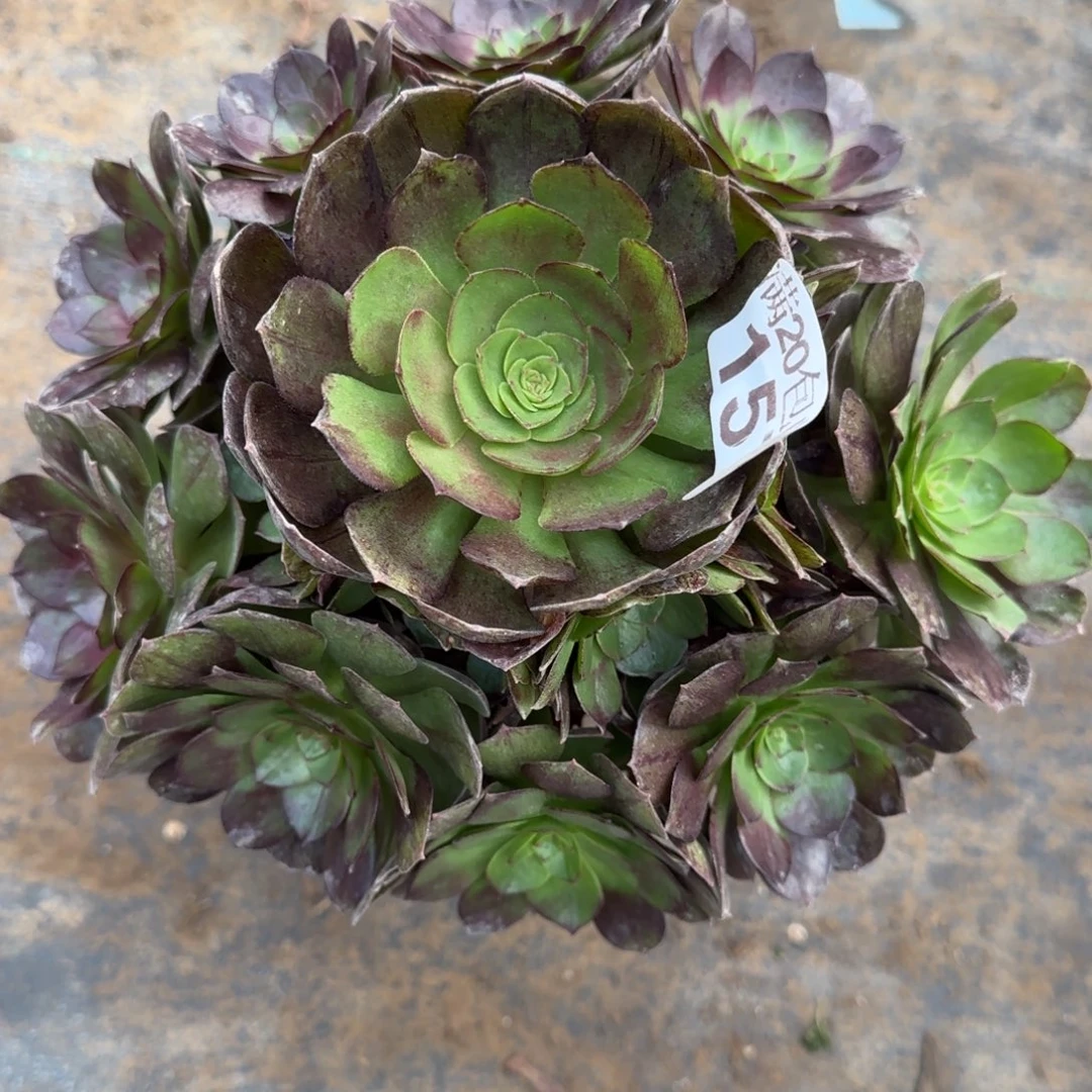 黑魔157满20包邮断枝不包