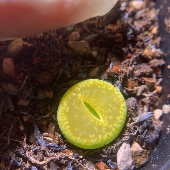 生石花多肉211.97