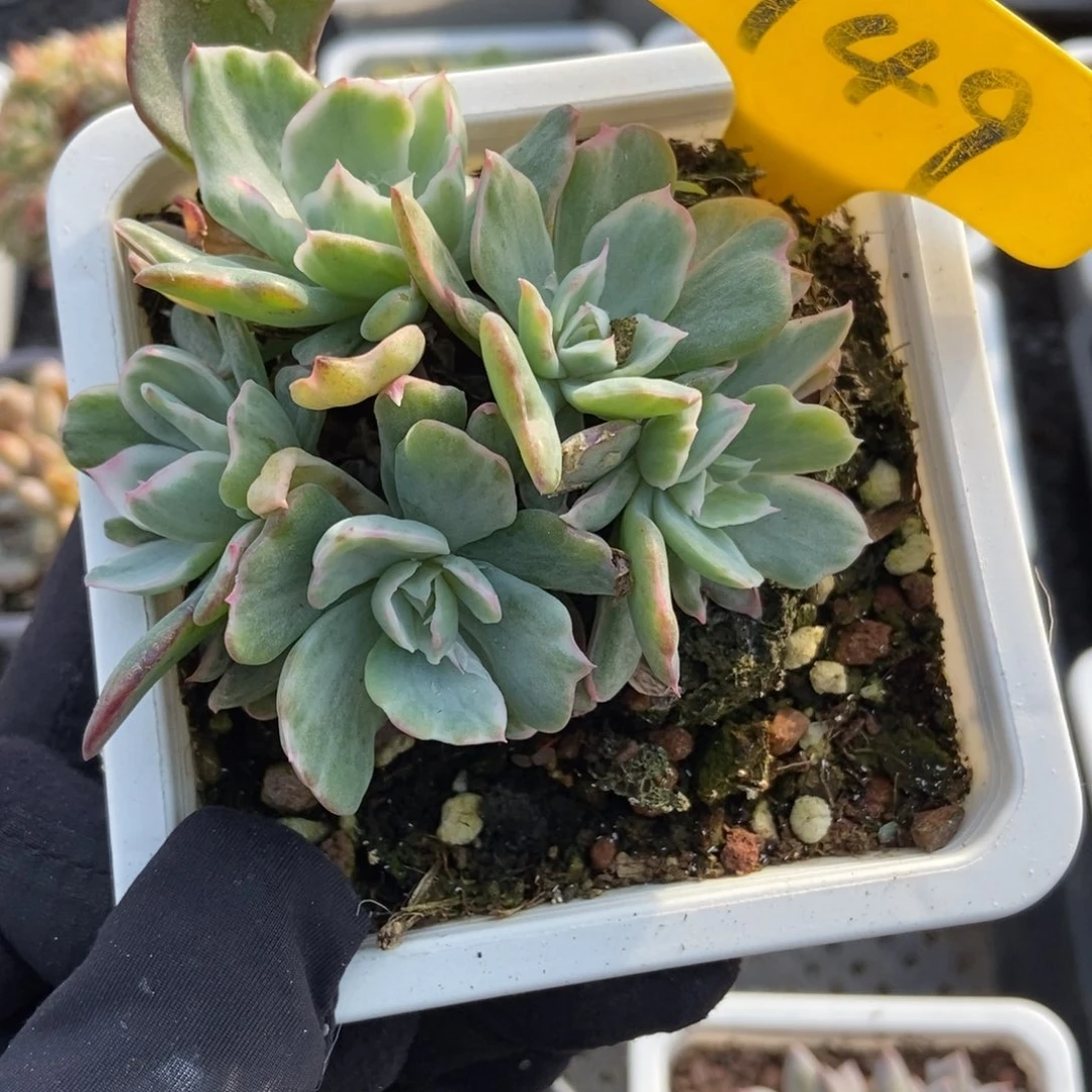 949伯克利锦多肉植物