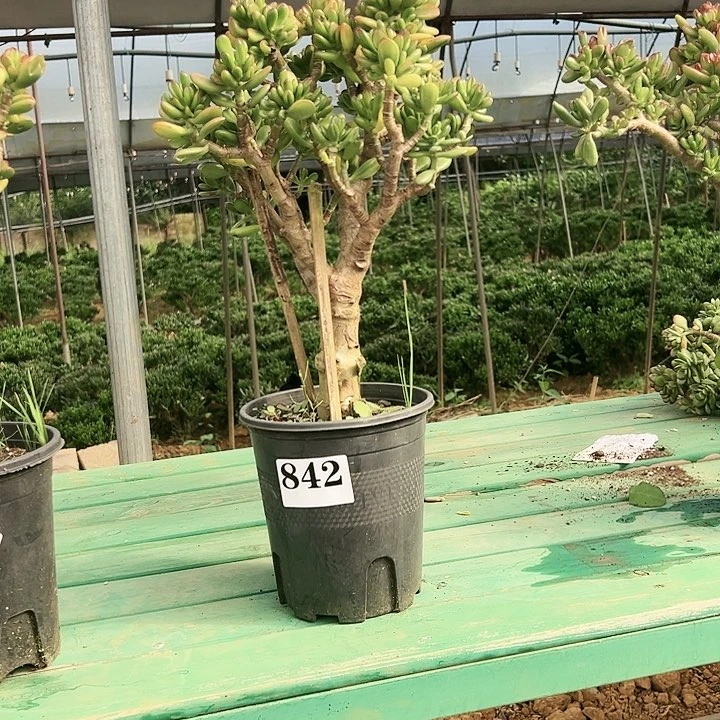 842号招财猫不带盆