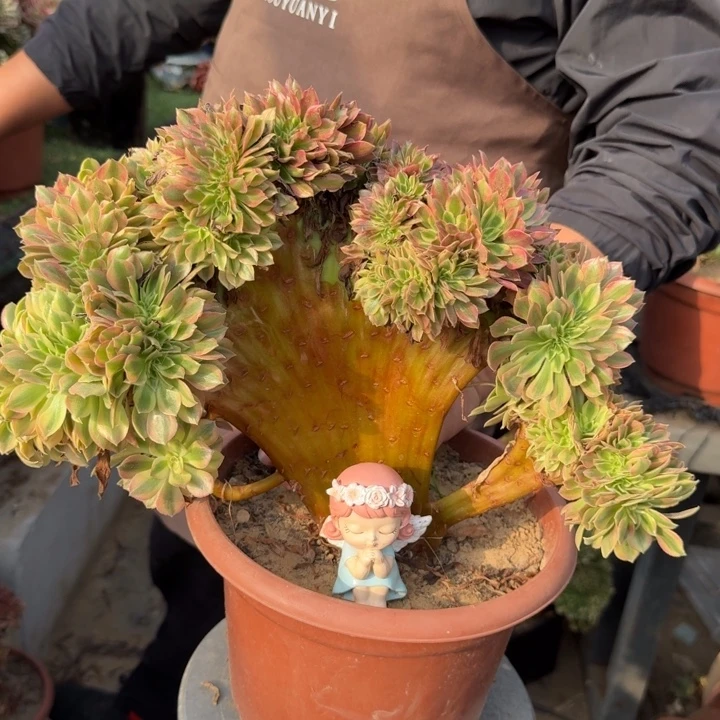 梦幻七彩法师锦缀化449