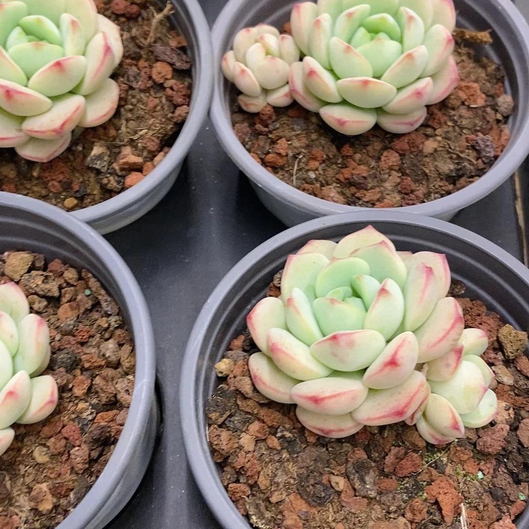 团。小香草。福利多多