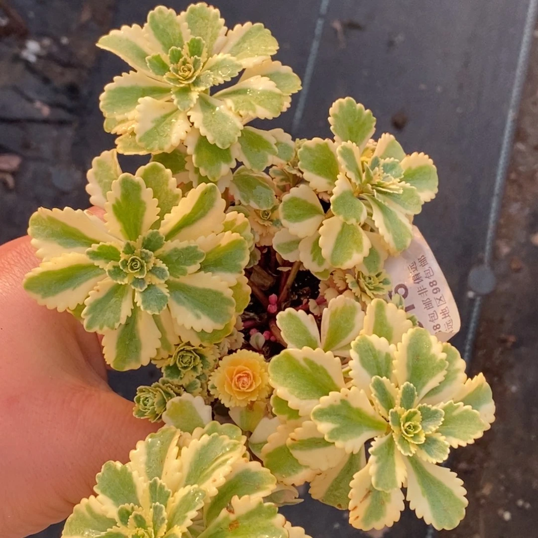 316亚特兰蒂斯锦群生