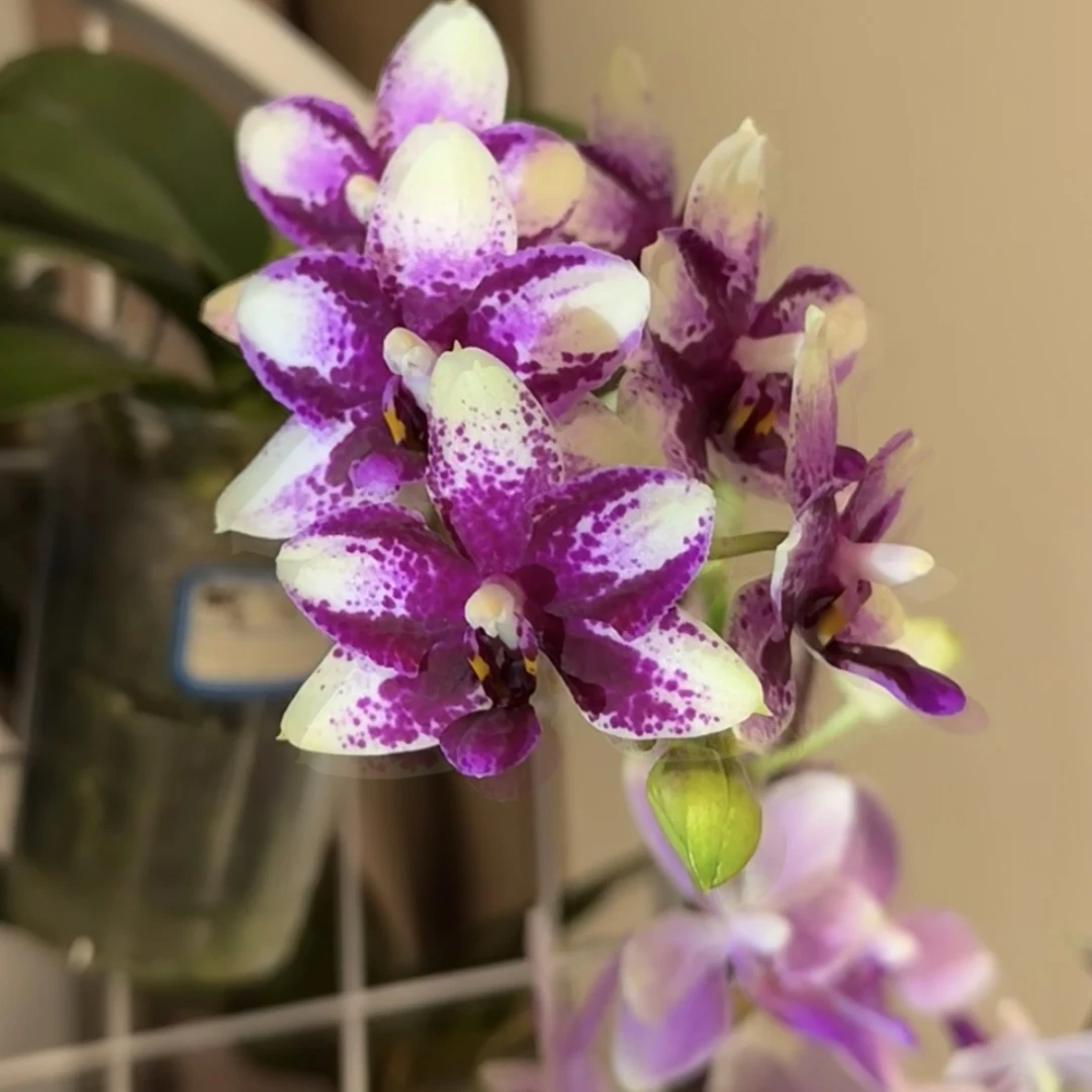 蝴蝶兰2.5杯 紫钻（苗）