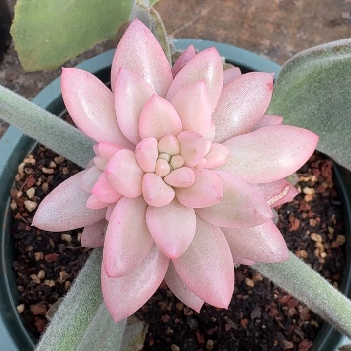 蜜桃波波底座一物一拍