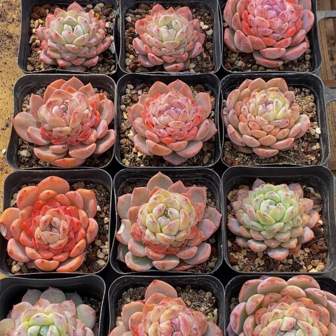 730的人生态度是一