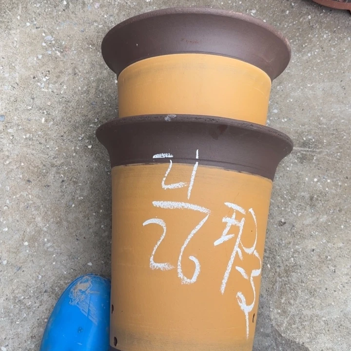 花盆紫砂紫砂的花