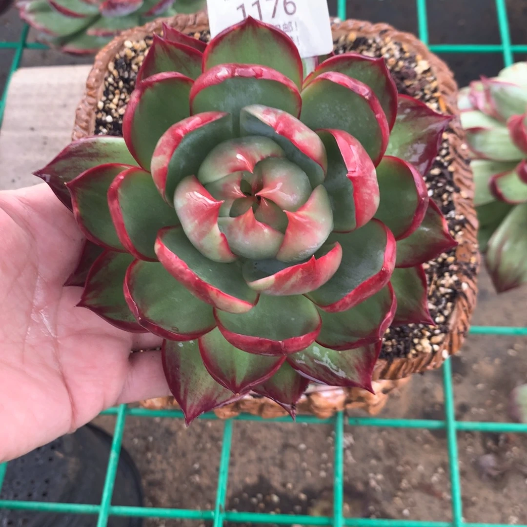 1176惊鸿。多肉植物。尺寸12