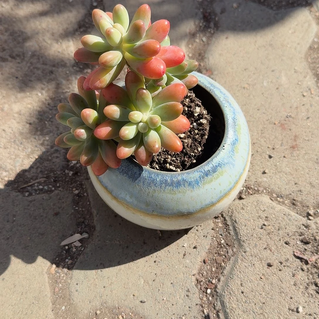 奶罐带胖大星多肉植物