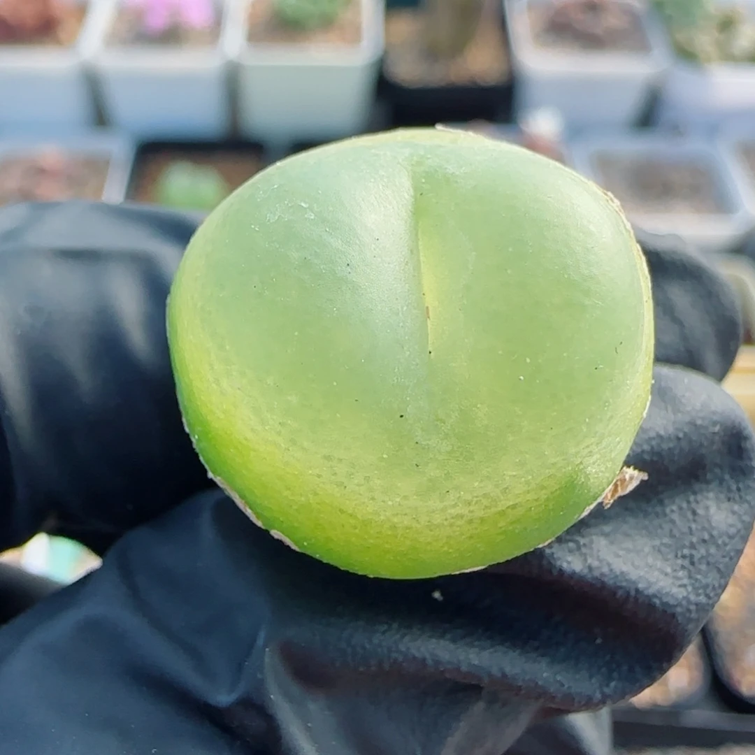 多肉植物2公分拉登7号