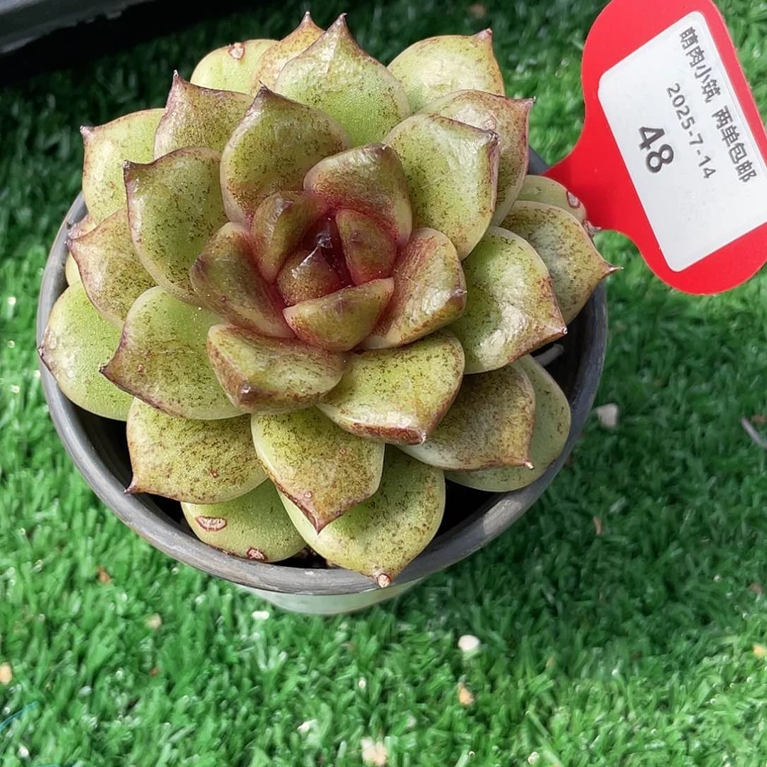爱***兔萌肉小筑0714-48黑水晶
