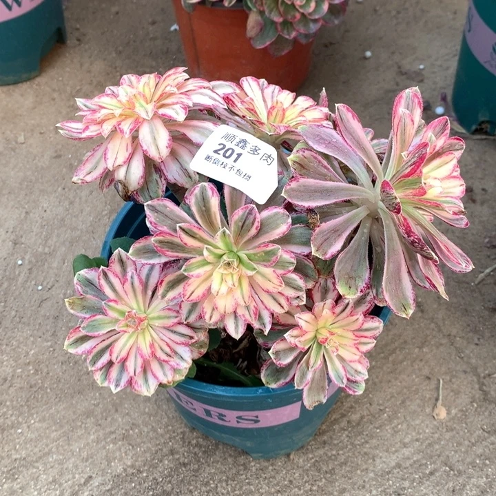 201微锦多肉植物