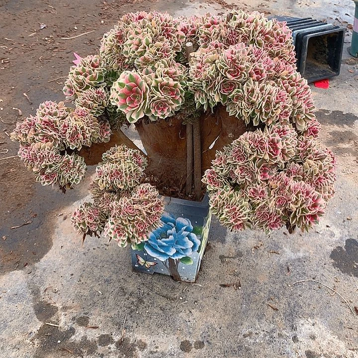 女巫朵朵土偶发货