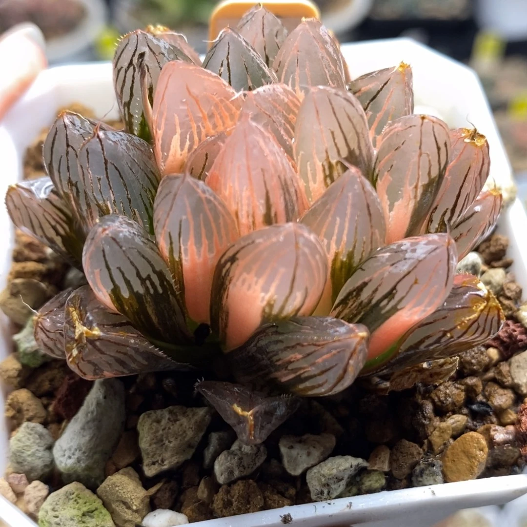 359糊斑胭脂玉露锦